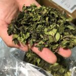 Khat